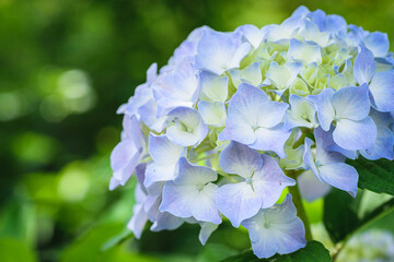紫陽花
