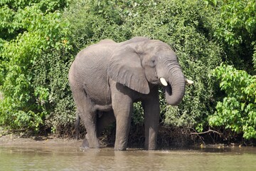 Obraz premium elephant in the river