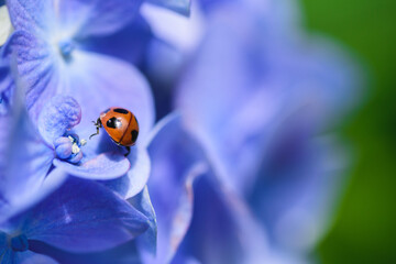 紫陽花とてんとう虫