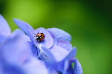 紫陽花とてんとう虫