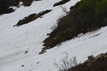 Obraz premium Two wild chamois climb the slope of the mountain through a large melting snowfield. In the mountains of the Caucasus, spring begins.