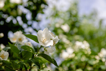 spring jasmine flowers against the sky