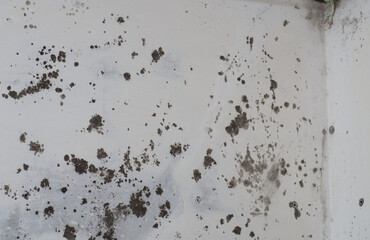 Dirty fungus