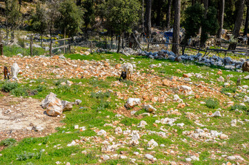 It's Nature of Turkey