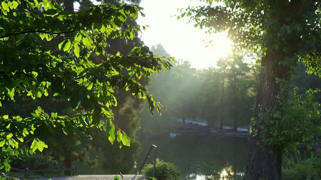 Green park with beautiful colors of sunrise light with a harmonic sea in the background. nature at its best