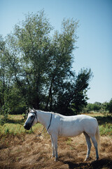 white horse in the field
