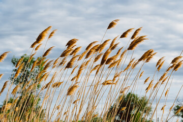 grass and sky