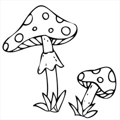 Amanita poisonous mushrooms, poison, witchcraft, vector decorative element for Halloween celebration in doodle style, black outline