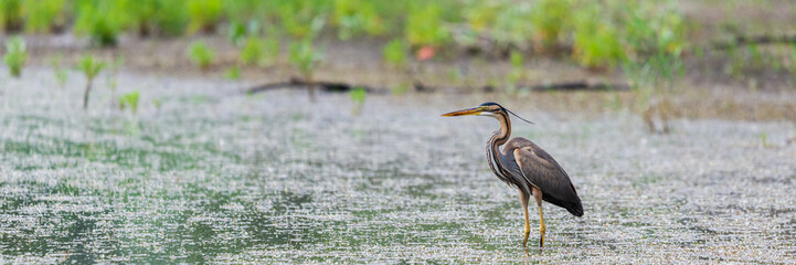 Purple heron or ardea purpurea is hunting in a pond or lake