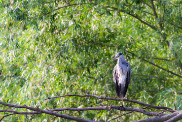 Grey herons standing on an branch - gray herons - european common herons or Ardea cinerea