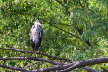 Grey herons standing on an branch - gray herons - european common herons or Ardea cinerea