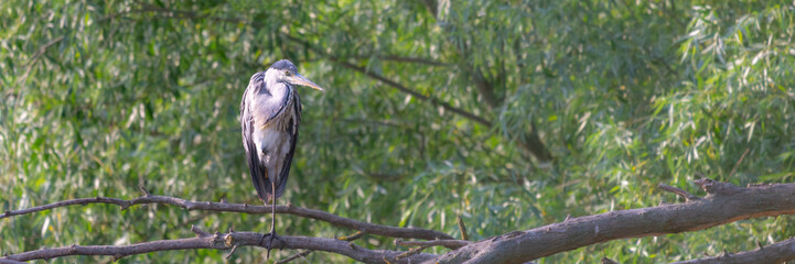 Grey herons standing on an branch - gray herons - european common herons or Ardea cinerea