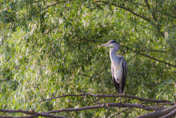 Fototapeta premium Grey herons standing on an branch - gray herons - european common herons or Ardea cinerea