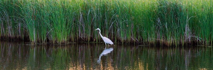 White heron on a lake