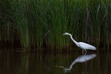 White heron on a lake