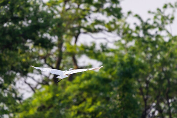 White heron in flight on a lake