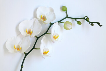 The stem of the Phalenopsis orchid with beautiful white flowers on a white background. Horizontal orientation, selective focus. Copy space.