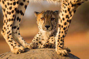 One adult cheetah head close up framed by the legs of another cheetah in Kruger Park South Africa