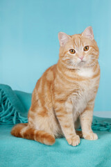 Red domestic cat sitting on blue blanket