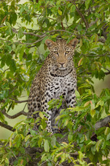 Fototapeta na wymiar One adult leopard female portrait sitting in a tree surrounded by green leaves in Kruger Park South Africa