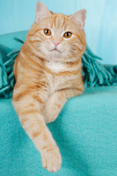 Cute red cat looking at camera