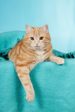 Cute red cat looking at camera