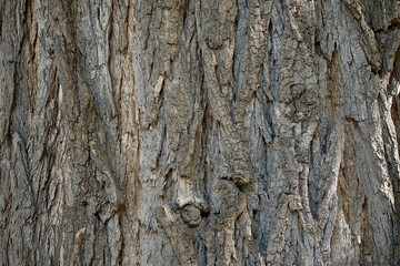 coarse wooden bark pattern for background