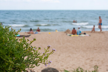 Grass on the beach in the foreground and blurred beach in the far background.