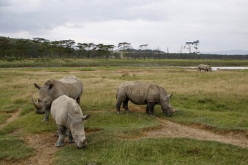 African wild rhino
