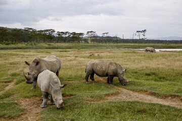 African wild rhino
