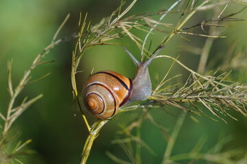 A grove snail (Cepaea nemoralis) in a garden asparagus. In a Dutch garden in August. Netherlands.