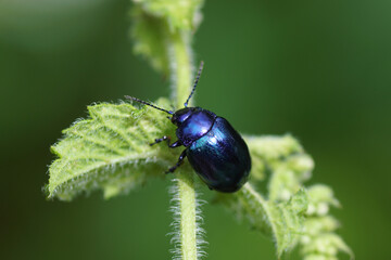 Fototapeta premium A blue mint beetle (Chrysolina coerulans) of the family leaf beetles (Chrysomelidae) on mint (Mentha) of the mint family (Lamiaceae). August, in a Dutch garden.