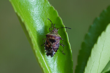 A parent bug (Elasmucha grisea) of the Acanthosomatidae family together on a leaf of an Euonymus. Autumn in a Dutch garden.