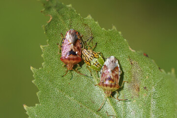 Two adult parent bugs (Elasmucha grisea) and a nymph of the Acanthosomatidae family together on a...