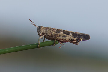 A blue-winged grasshopper (Oedipoda caerulescens) of the family Acrididae. September, Slovenia.
