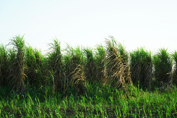 Pieces of sugarcane images