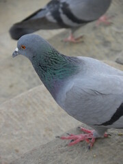 Gray Feral pigeon