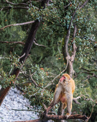 monkey playing in trees