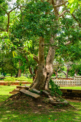 Ruins of Anuradhapura, one of the ancient capitals of Sri .Lanka. UNESCO World Heritage