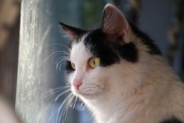 Cute young black and white cat near glass of the window in the room.