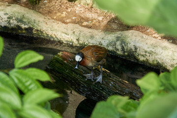 Mandarin duck at the park