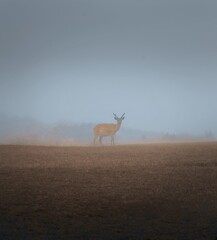 deer in the field
