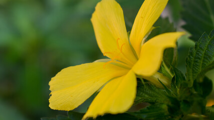 Close up of beautiful  damiana yellow flower (Turnera diffusa).