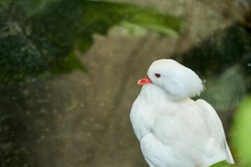 Mandarin duck at the park