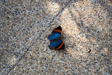 Exotic butterfly on the ground