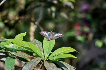 Butterfly sitting on the leaves