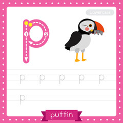 Letter P lowercase tracing practice worksheet of Puffin bird