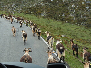 Goats on the road to Lagos de Covadonga in Asturia,Spain,Europe
