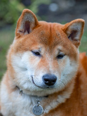 Shiba Inu cute smiling dog playing and having fun