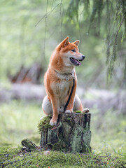 Shiba Inu cute smiling dog playing and having fun